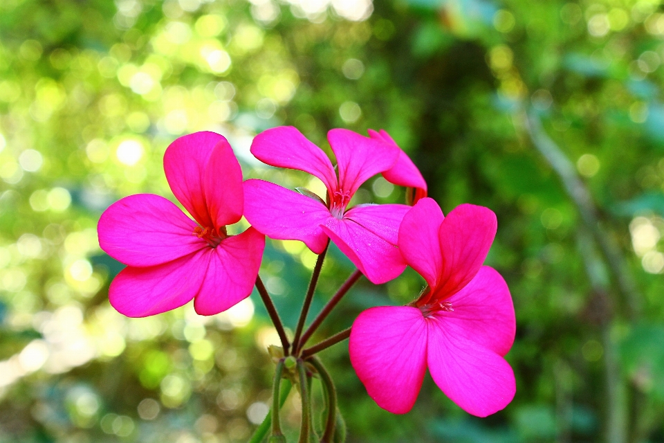 Nature forest blossom plant