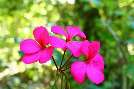 Nature forest blossom plant Photo