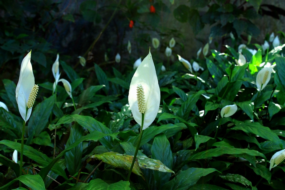 自然 植物 叶子 花