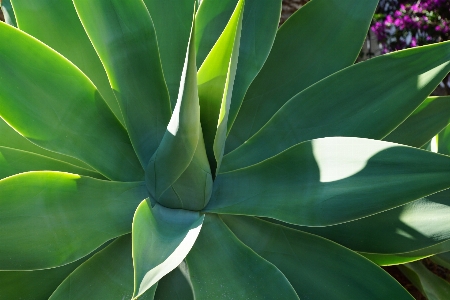 Foto Cactus
 pianta foglia fiore