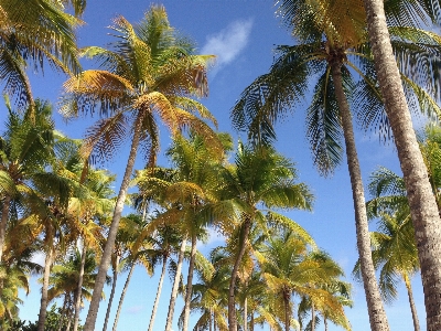 Beach landscape sea tree Photo