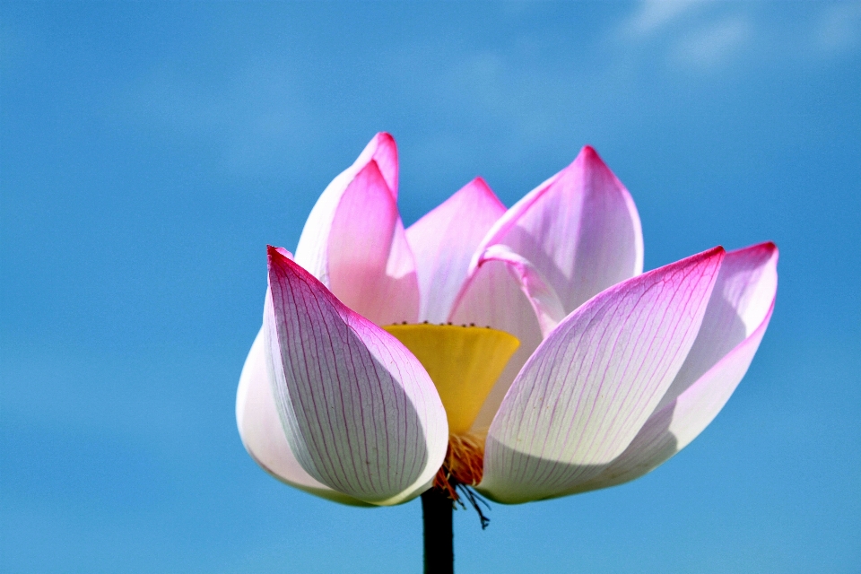 Naturaleza florecer planta flor