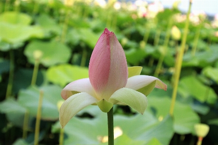 Water nature blossom plant Photo