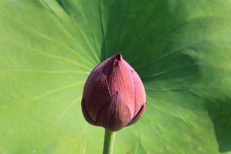 Water nature blossom plant Photo