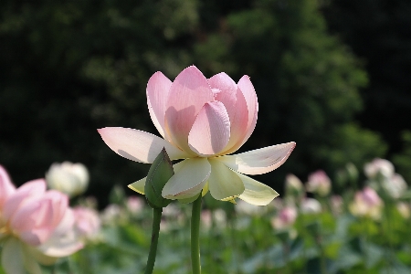 Water nature blossom plant Photo