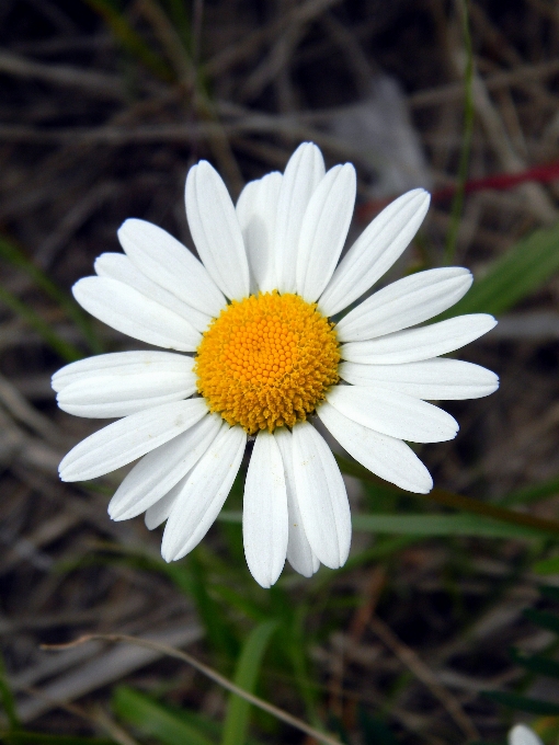 Natura pianta bianco fiore