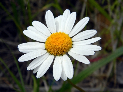 Nature plant white flower Photo