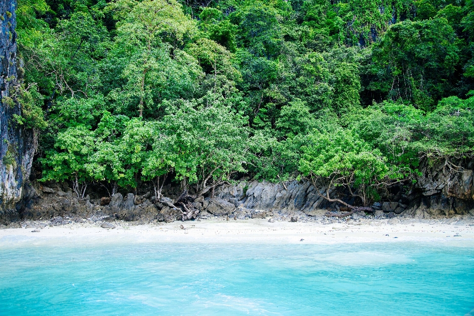 Plage mer côte arbre