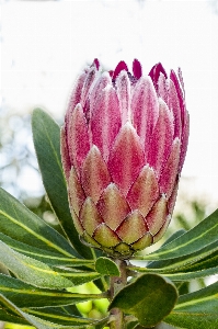 Baum natur draussen blüte Foto