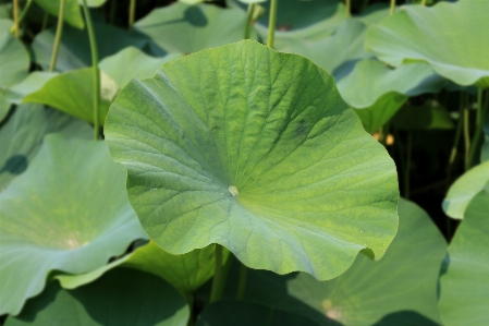 Foto Alam luar ruangan tanaman daun