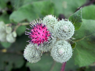 自然 植物 花 花瓣 照片