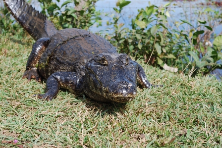 Swamp wildlife turtle reptile Photo