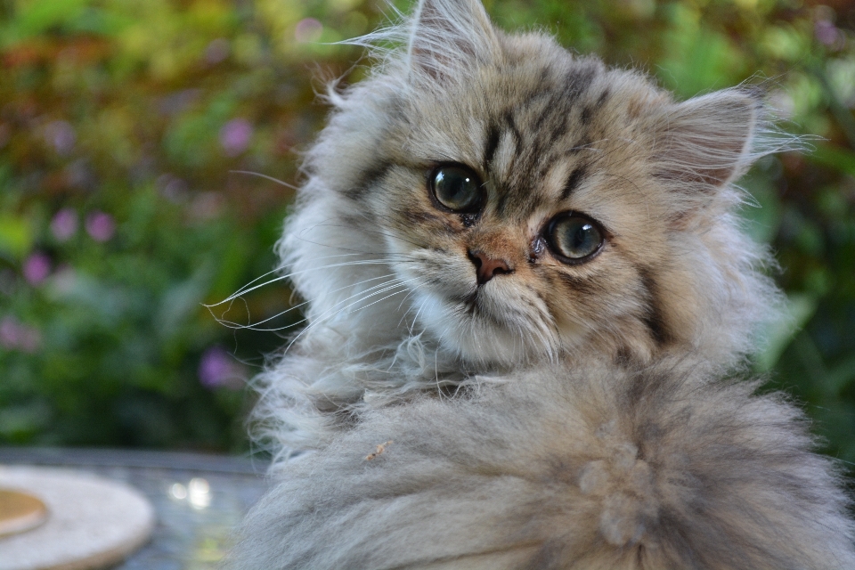 Gatinho gato mamífero fauna