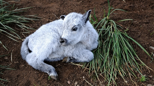 Foto Alam rumput margasatwa padang rumput
