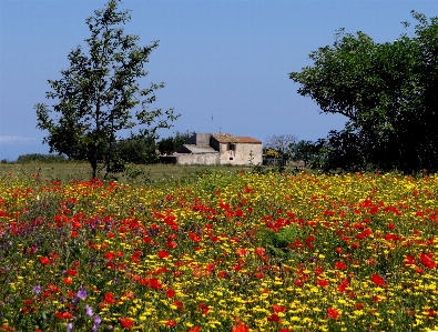 Grass plant field meadow Photo