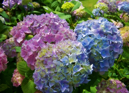 Foto Planta flor rosa hortensia