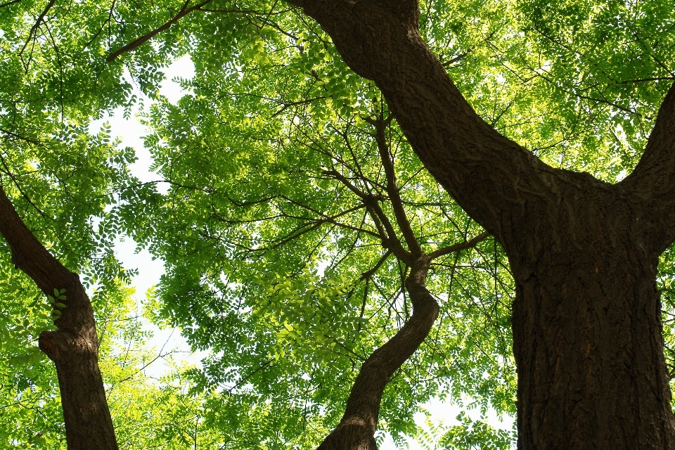 Drzewo natura las oddział