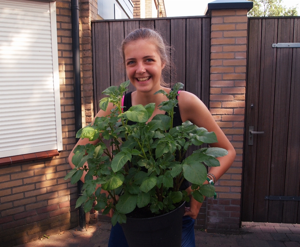 Planta chica flor verano