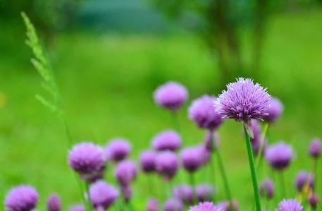 Nature grass blossom plant Photo