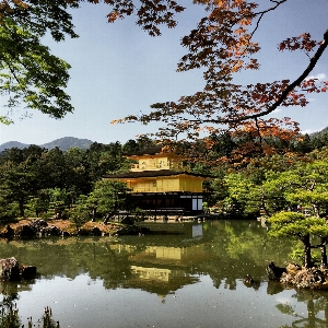 Landscape tree nature plant Photo