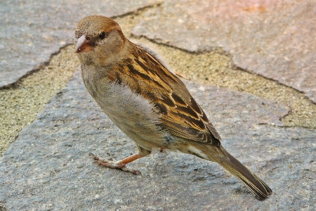 Nature bird animal wildlife Photo