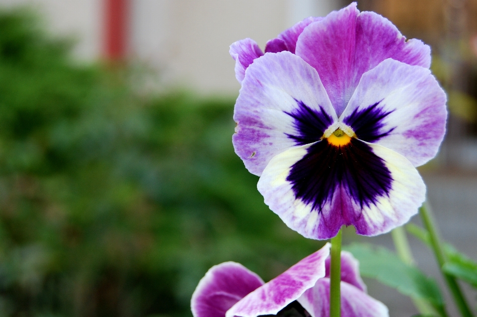 Fiore pianta petalo primavera