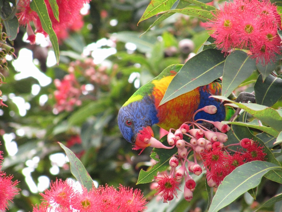 Nature fleurir oiseau usine