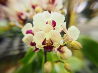 自然 ブランチ 花 植物 写真