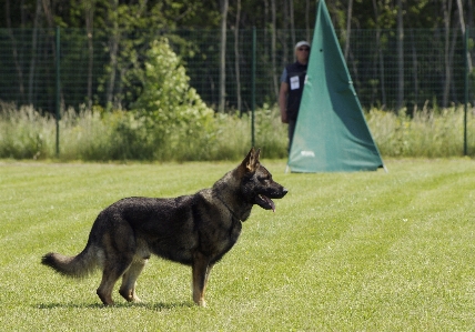 Foto Anjing kedudukan mamalia gembala jerman
