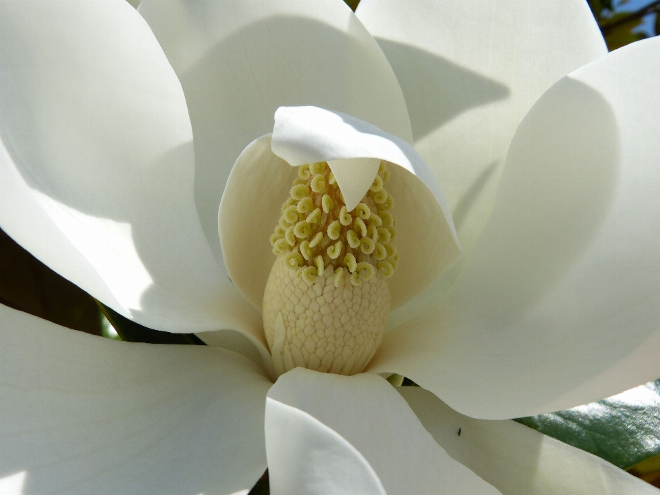 Blossom plant white flower