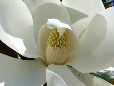 Photo Fleurir usine blanc fleur