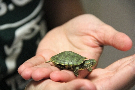 Foto Mano lindo mascota verde