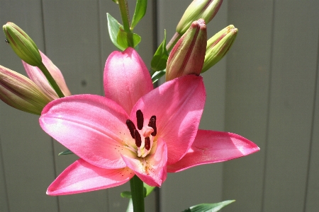 Foto Naturaleza florecer planta flor