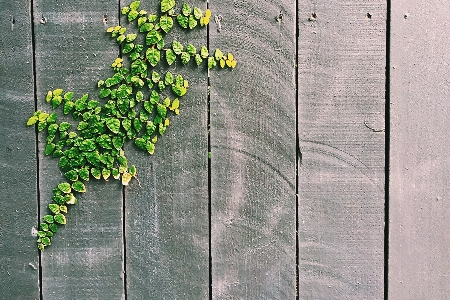 Tree branch fence plant Photo