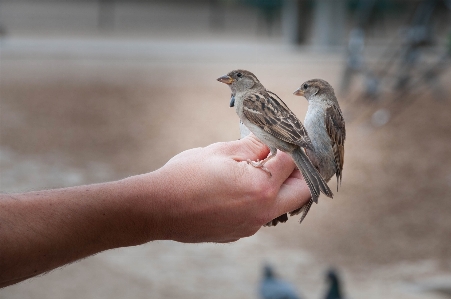 Photo Main bifurquer oiseau aile