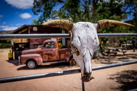 Vehicle route 66 rusty car cattle like mammal Photo