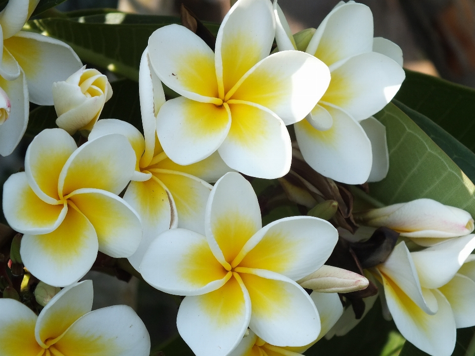 Florecer planta blanco hoja