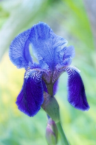 Nature blossom plant flower Photo