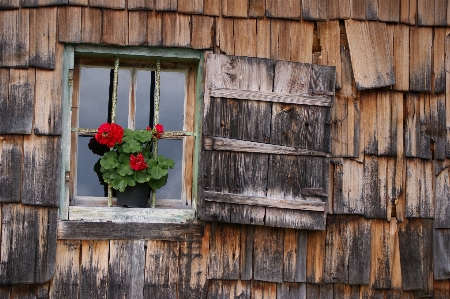 Holz haus blume fenster Foto