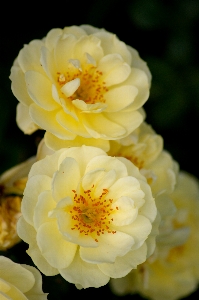 Blossom plant flower petal Photo