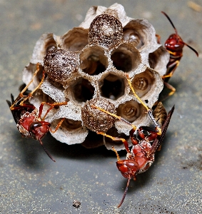 自然 葉 花 食べ物 写真