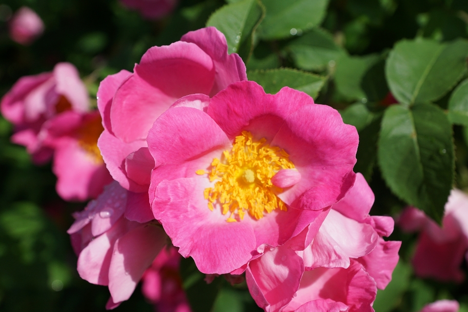 Natur blüte anlage blume