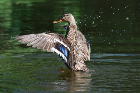 水 自然 鳥 羽 写真