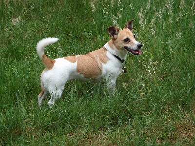 Forest grass dog animal Photo