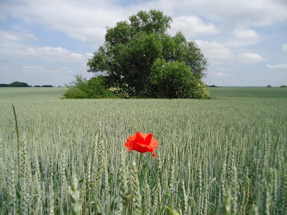 Drzewo trawa zakład pole