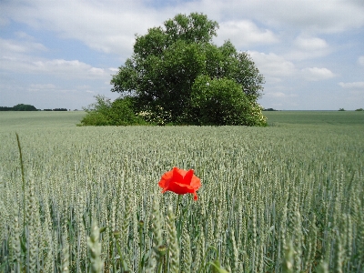 Tree grass plant field Photo