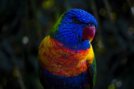 Bird flower animal green Photo