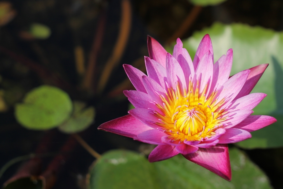 水 自然 アウトドア 花