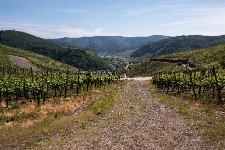 Foto Montagna vine vigneti vino