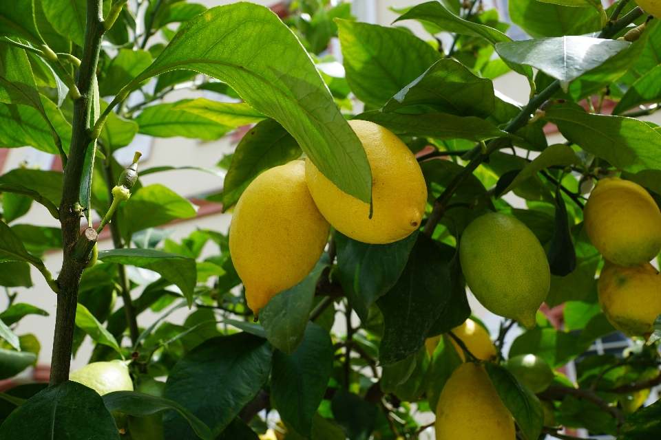 árbol rama planta fruta